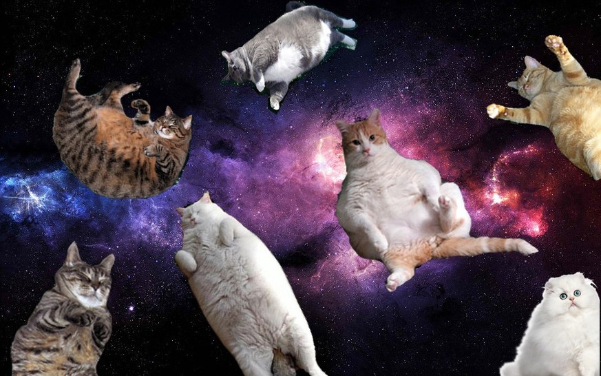 Die ersten Katzen schwirrten glücklich ein bisschen im Universum herum.