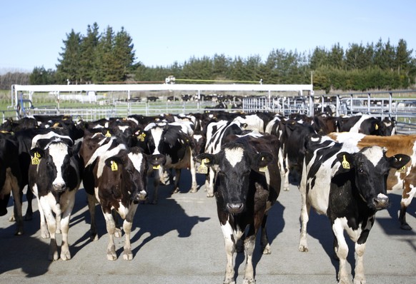 FILE - In this Aug. 28, 2015, file photo, cows stand in a pen before they are milked on a dairy farm near Carterton, New Zealand. New Zealand police said Tuesday, Aug. 30, 2016, that they were investi ...