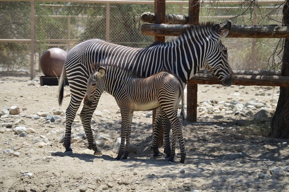 Baby-Zebra
Cute News
http://imgur.com/gallery/ttDYFGd