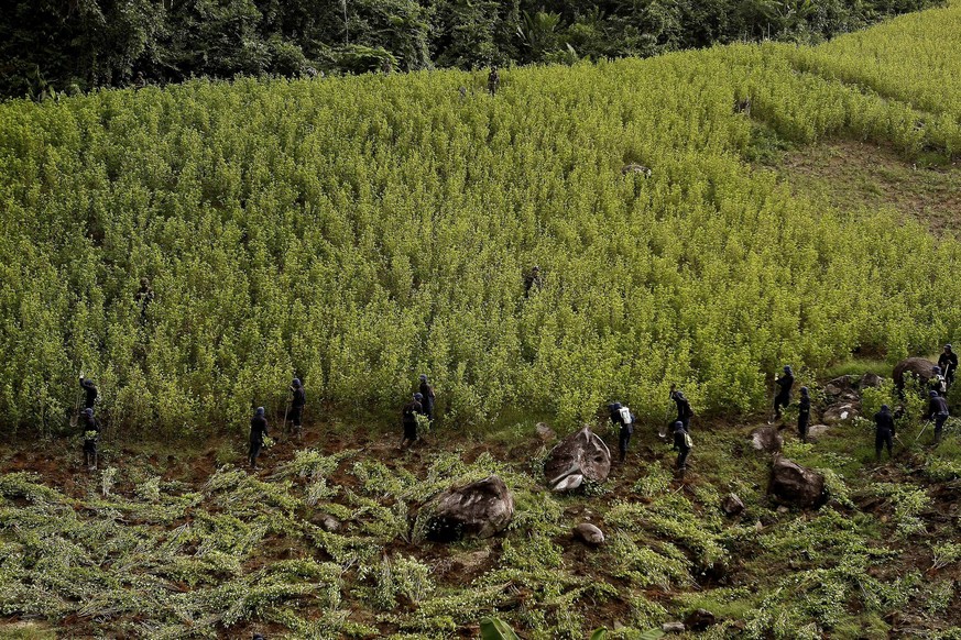 epa04384982 Photo taken on, 03 September 2014, showing a group of people eradicating coca plants near the municipality of Yali, northeast of the department of Antioquia, Colombia. EPA/Luis Eduardo Nor ...