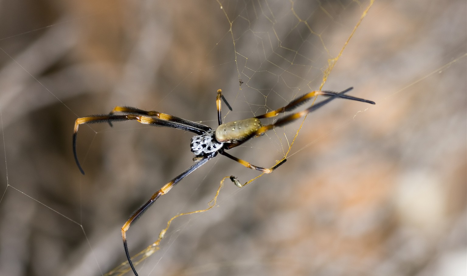 Nephila plumipes ist in Australien und der asiatischen Pazifikregion verbreitet.&nbsp;&nbsp;