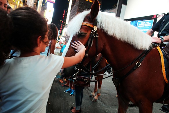 NEW YORK, NY - AUGUST 19: A girl pets a police horse in Times Square on August 19, 2015 in New York City. As the iconic Times Square continues to draw tourists with its entertaining and carnival like  ...