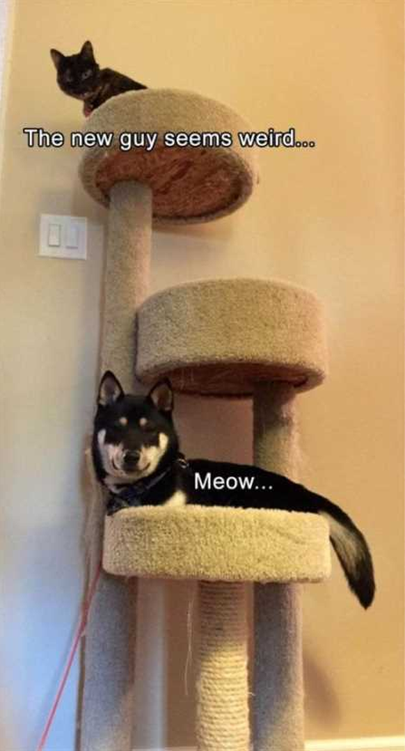 Cute News
Katze Hund, Hund denkt, er ist Katze
http://thefunnybeaver.com/funny-animals-youre-sure-love/