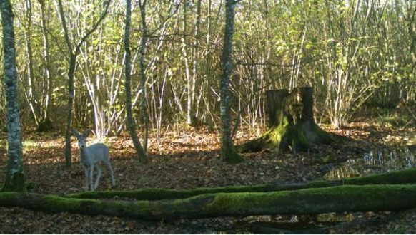 Seltene Erscheinung: Ein weisses Reh ist in den Wäldern bei Versoix GE in eine Fotofalle getappt.&nbsp;