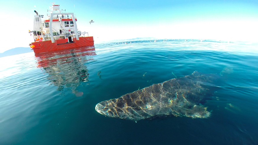 A Greenland shark swims near the surface after its release from the research vessel Sanna in northern Greenland, in this undated handout picture from Julius Nielsen. Julius Nielsen/Handout via Reuters ...