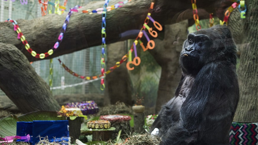 Colo, the nation&#039;s oldest living gorilla, sits inside of her enclosure during her 60th birthday party at the Columbus Zoo and Aquarium, Thursday, Dec. 22, 2016 in Columbus, Ohio. Colo was the fir ...