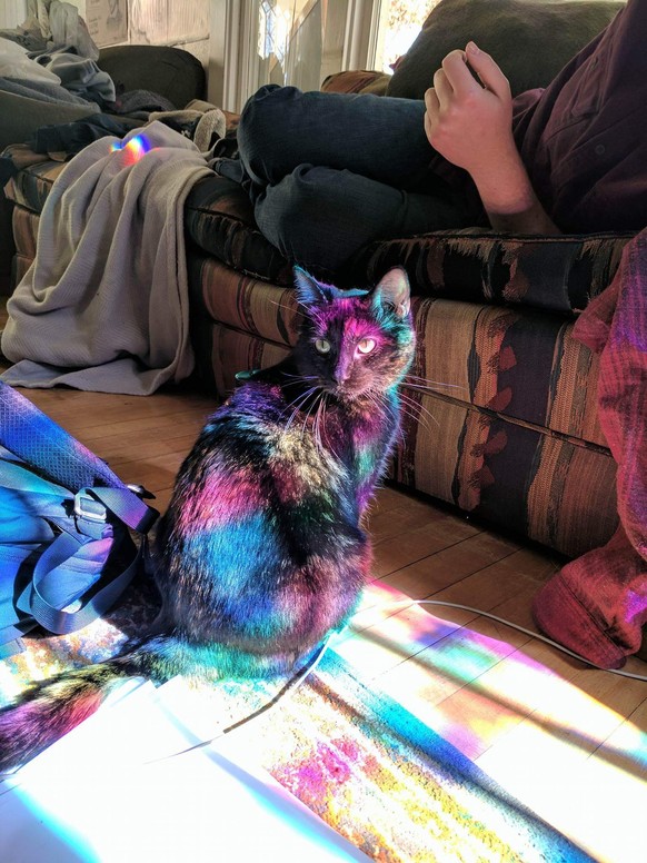 Regenbogenkatze
http://imgur.com/gallery/pXVsQcG