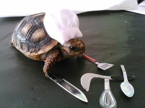 Schildkröte ist ein Koch.

http://imgur.com/gallery/osGKwl5