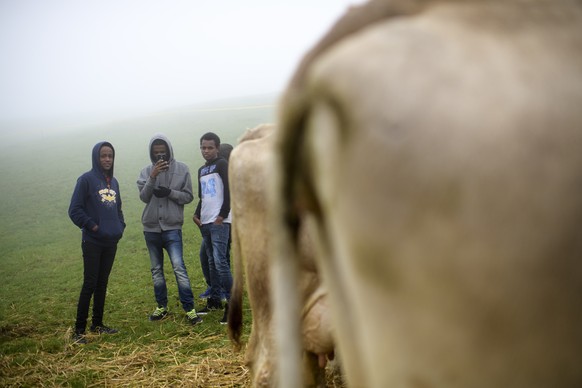 Asylbewerber aus Eritrea machen ein Foto von Kuehen, an der traditionellen Viehschau, am Mittwoch, 21. September 2016, in Trogen. Nach den Alpabfahrten stehen derzeit in den Kantonen Appenzell Innerrh ...