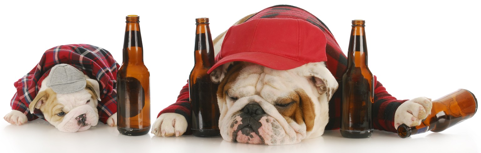 hangover kater müde hund bulldogge flaschen trinken alkohol