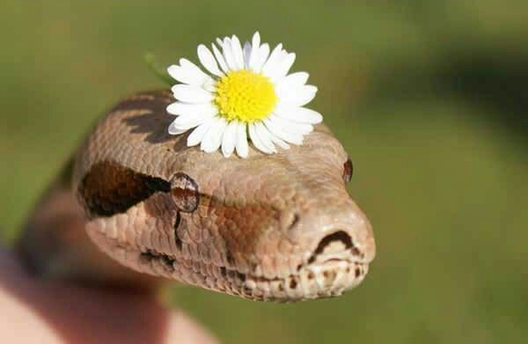 Schlange mit Blume auf dem Kopf
Cute News
http://imgur.com/t/cute/PUdC5