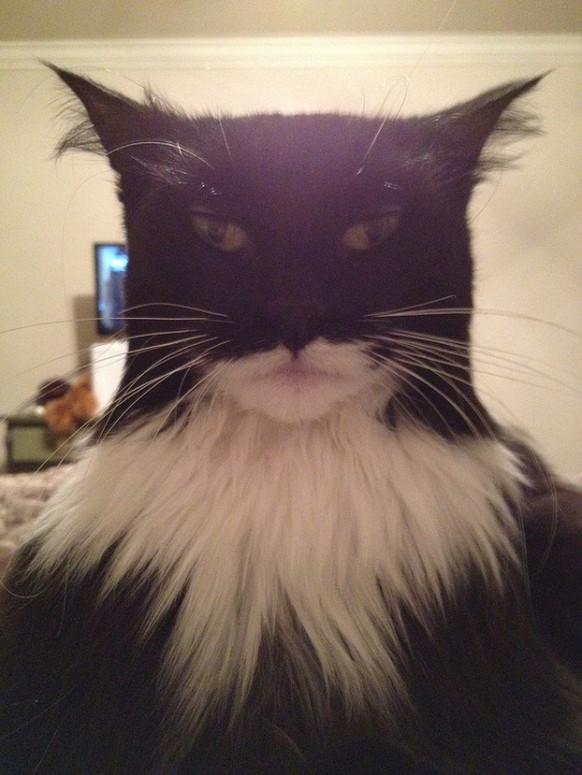 Batman-Katze

http://imgur.com/gallery/6W7Gh