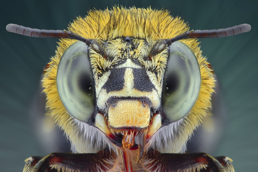 Dies ist eine Biene.