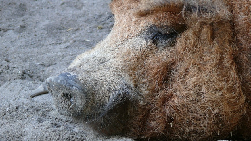 Fleisch vom Wollschwein hat viel Fett, das es saftig macht.