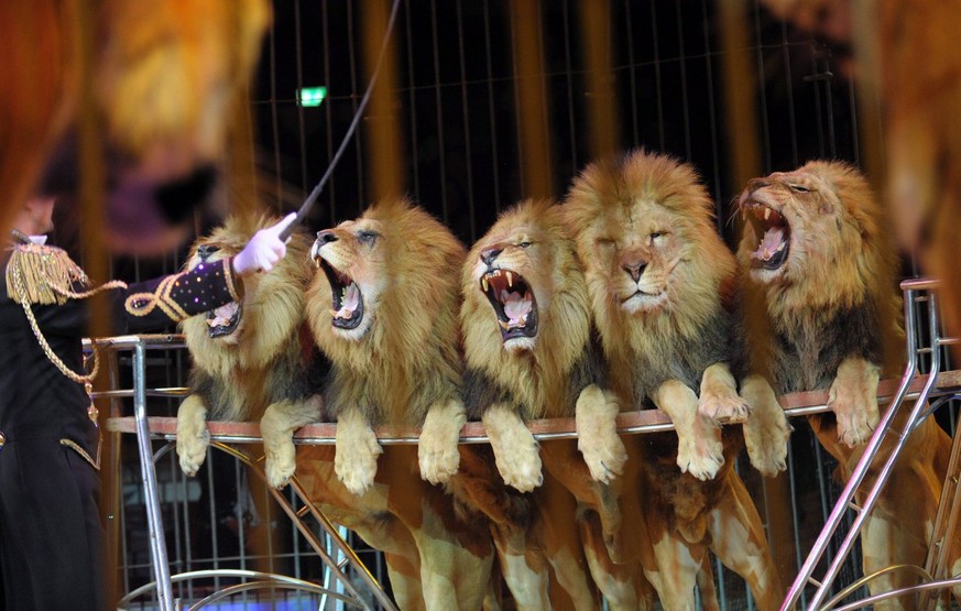 Die Löwen des Zirkus Royal kommen vom deutschen Zirkus Krone (hier abgebildet).