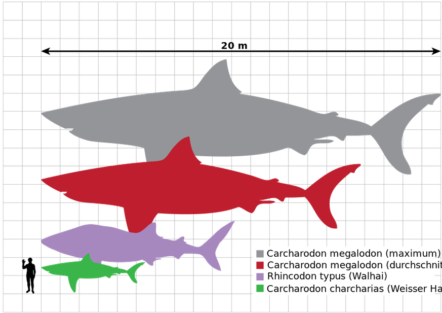 Megalodon im Grössenvergleich mit Walhai, Weissem Hai und Mensch