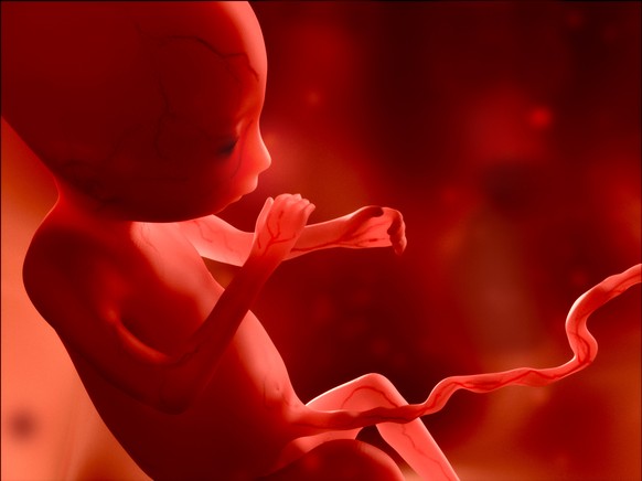 Pränatale Tests zur Bestimmung der Sexuallität sind kaum möglich: Embryo im 4. Schwangerschaftsmonat. 