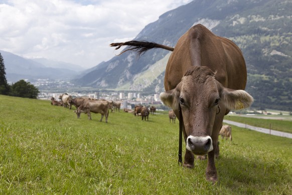 Bei Herden mit Mutterkühen müssen Wanderer besonders vorsichtig sein.