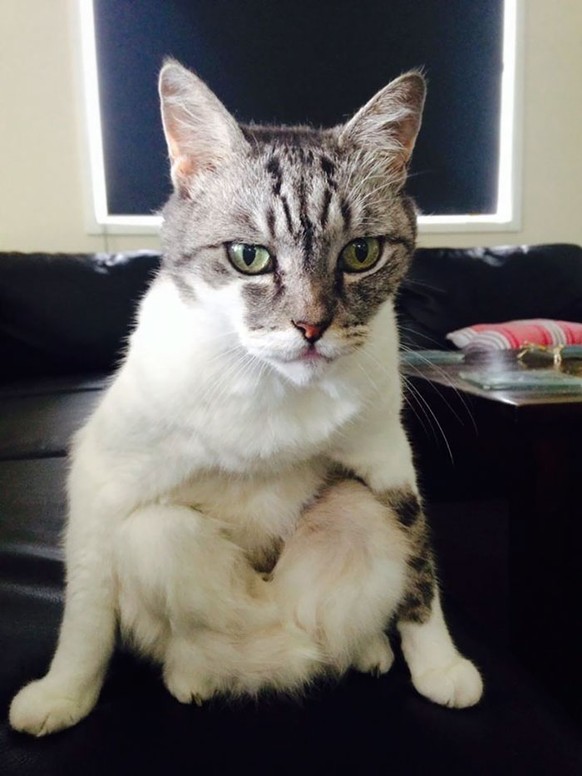 Katze sitzt wie ein Mensch
https://www.reddit.com/r/aww/comments/2ojjlt/my_friends_cat_with_her_zenlike_meditative_calm/