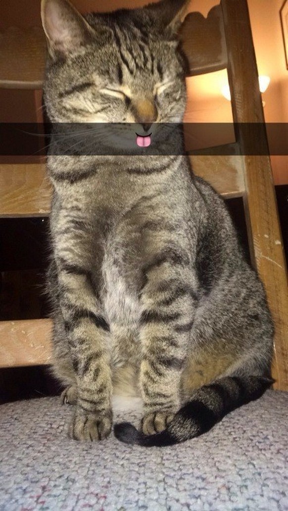 Snapchat: Grinsende Katze dank Emoji
http://www.wackyy.org/wp-content/uploads/funny-snapchats-too-good-19.jpg