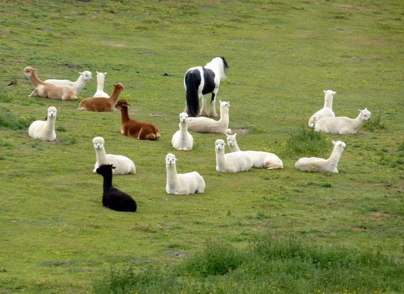 Lamas und ein Pferd
Cute News
https://imgur.com/gallery/JhBtZCf