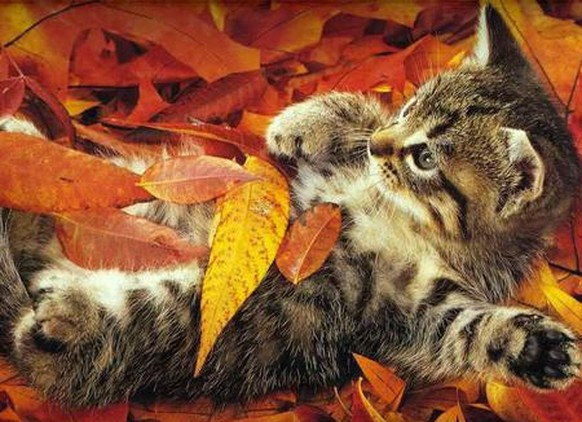 Schöne Katzen im Herbst mit viel Laub
http://animalwall.xyz/wp-content/uploads/2015/12/cats-autumn-time-kitty-play-whith-yellow-full-hd-1080p-background-736x552.jpg