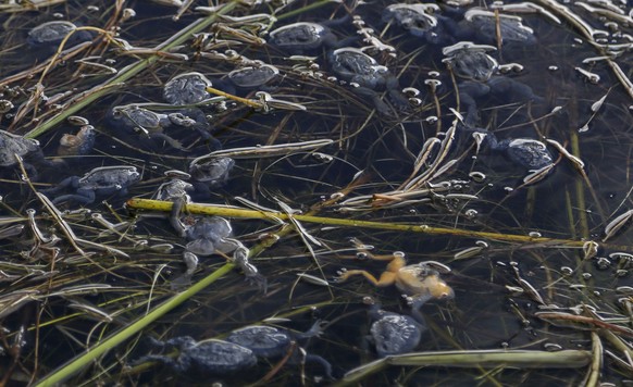 This April 25, 2015 photo shows dead frogs floating on the surface of Lake Titicaca in Pata Patani, Bolivia. As human and industrial waste from nearby cities increasingly contaminate the famed lake th ...