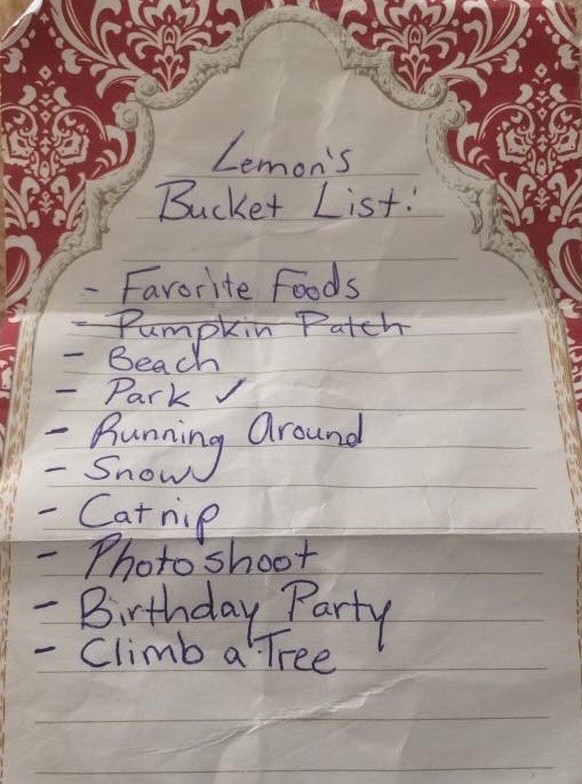 lemons bucket list