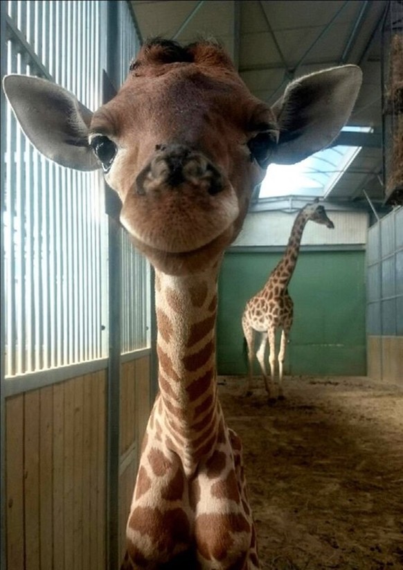 Baby Giraffe

https://www.reddit.com/r/aww/comments/4tvsvi/baby_giraffe_loves_to_smile_born_on_july_10th/