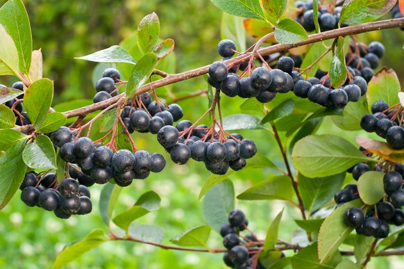 So sehen die gesunden Apfelbeeren aus.