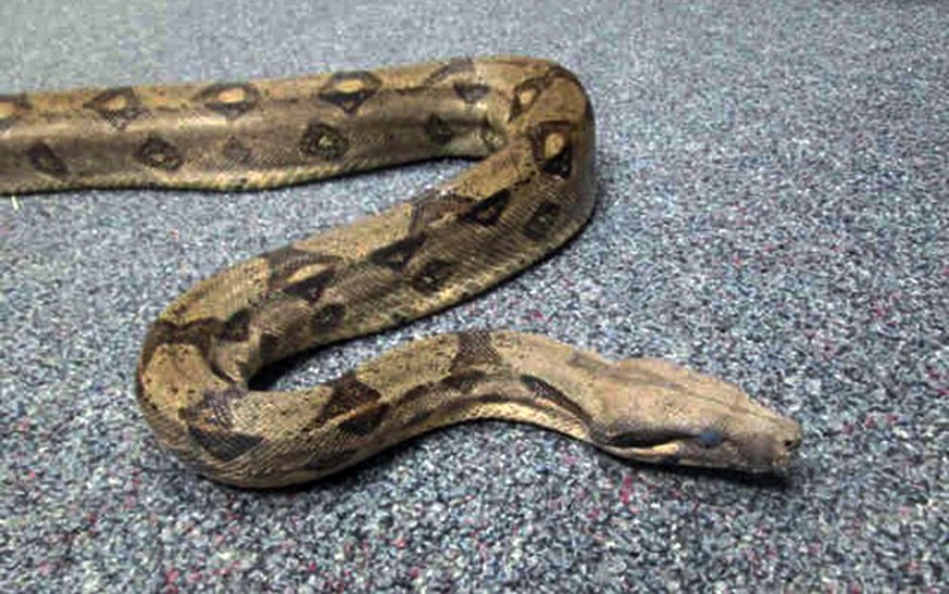 This Sept. 19, 2014 photo provided by the San Diego County Department of Animal Services shows a boa constrictor that has been seized from a man in San Diego, Calif. Authorities said Wednesday, Sept.  ...