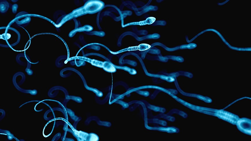 Spermien Spermatozoen