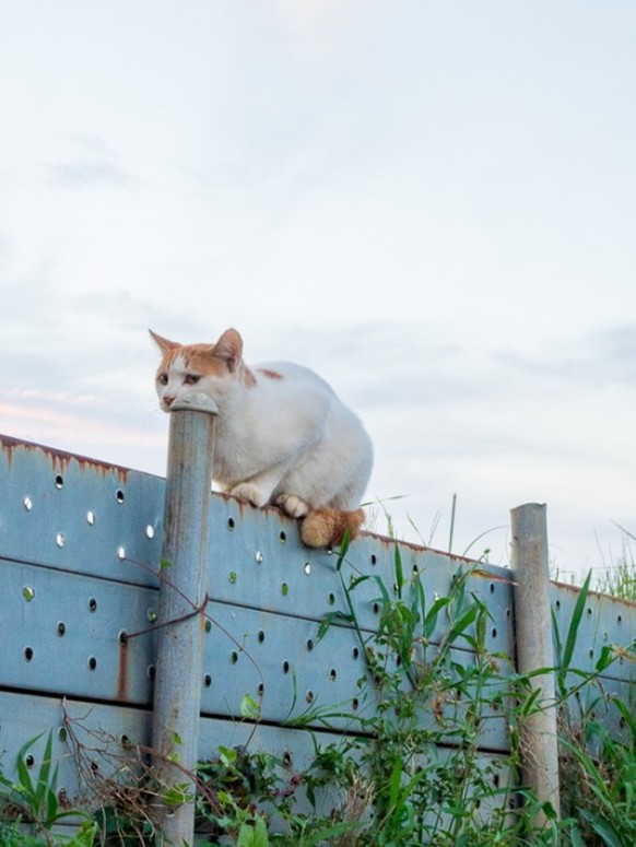 Katzen, Food, Essen, catsicle