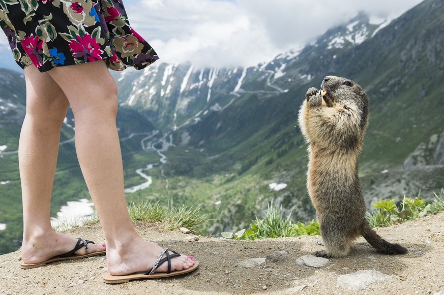 JAHRESRUECKBLICK 2015 - JUNI - A female tourist in flip flops feeds a marmot near the Furka mountain pass, Switzerland, Wednesday, June 17, 2015. (KEYSTONE/Dominic Steinmann)