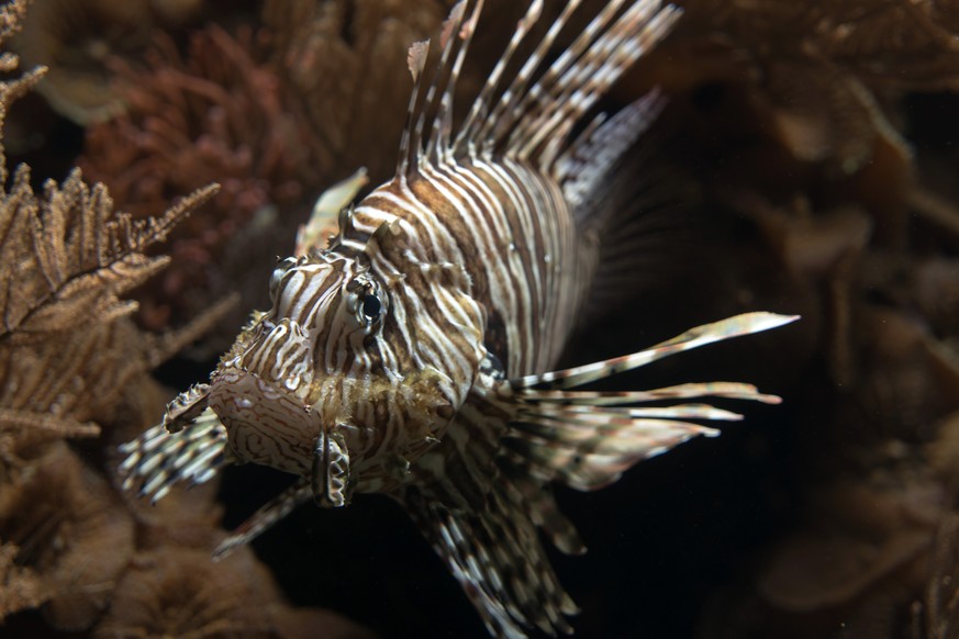 Ein Rotfeuerfisch (pterois volitans) im Vivarium im Zoo in Basel am Dienstag, 29. Dezember 2015. (KEYSTONE/Georgios Kefalas)