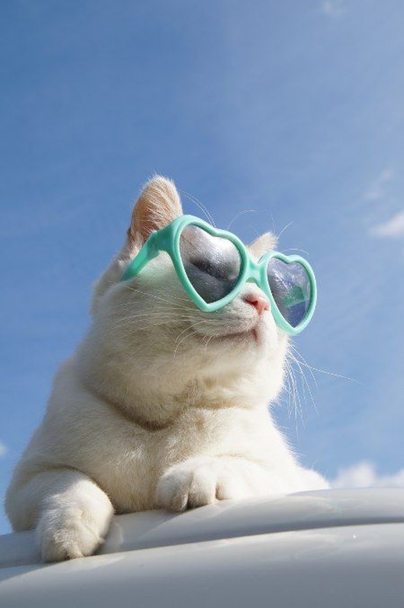 Katze mit Sonnenbrille

https://www.pinterest.com/pin/484418503651207323/