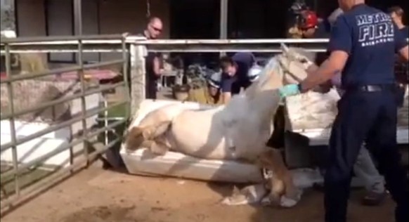 Sacramento Metropolitan Fire District
4. Februar ·

You don&#039;t see this very often!
Phantom, a 30 year old Palomino/Appaloosa was dancing around in her stall in Orangevale, tripped over her food t ...