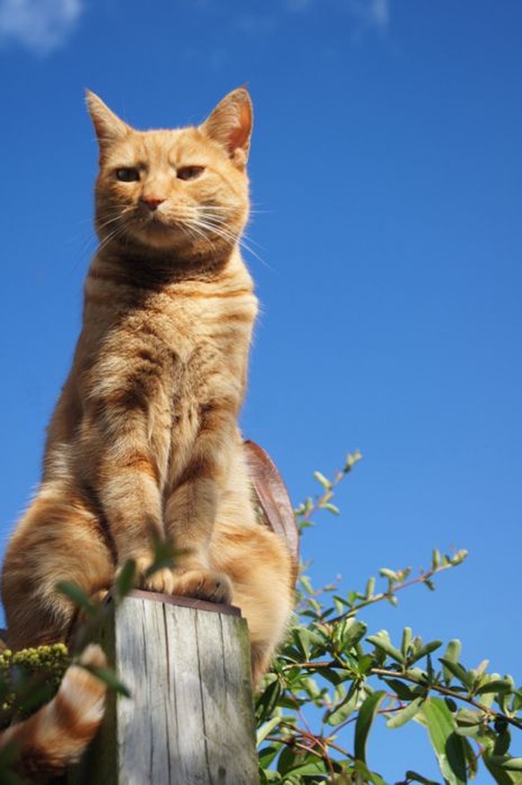 Katze sitzt auf Holzpfosten

https://www.pinterest.com/pin/247768416969586360/