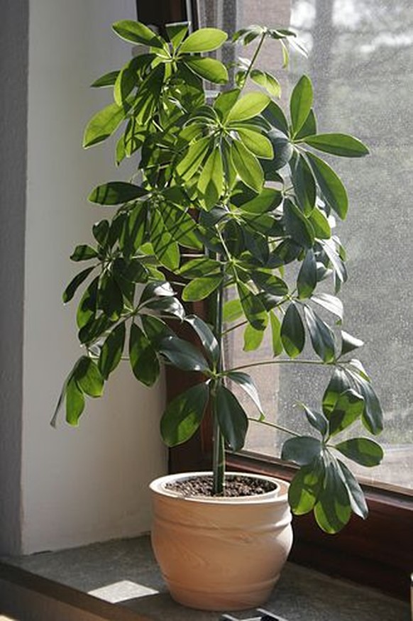 Strahlenaralie (Schefflera)