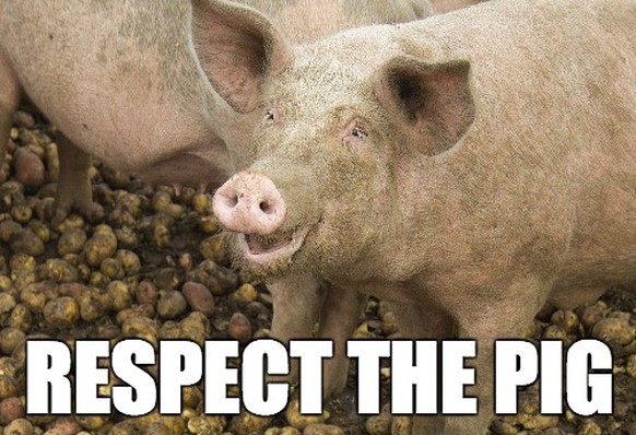 schweinefleisch glückliche schweine pig respect shutterstock