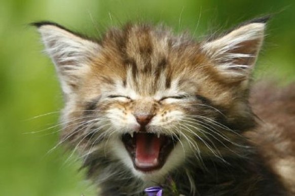 eine katze hat 7 leben eine katze hat 7 leben