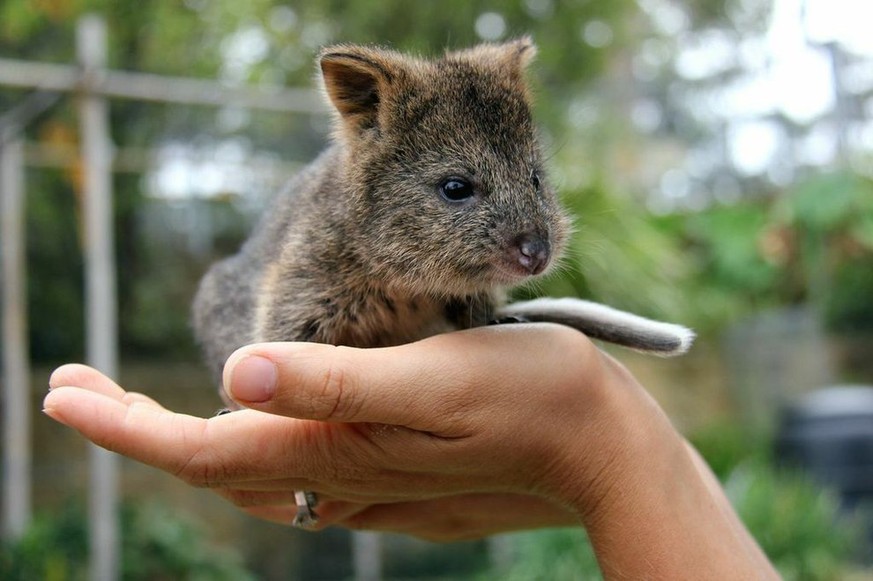 Quokka
Cute News
http://i.imgur.com/QgqCvyx.jpg