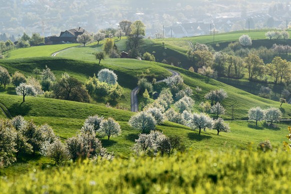 Switzerland. get natural. Jurapark Aargau - the Cherry Trail of Gipf-Oberfrick. 

Schweiz. ganz natuerlich. Jurapark Aargau - auf dem &#039;Chriesiweg&#039; (Kirschenweg) von Gipf-Oberfrick. 

Suisse. ...