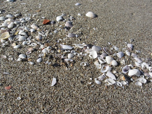 Seashells on sand. Summer beach background. Top view