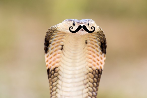 Cobra (Schlange) mit Schnurrbart.