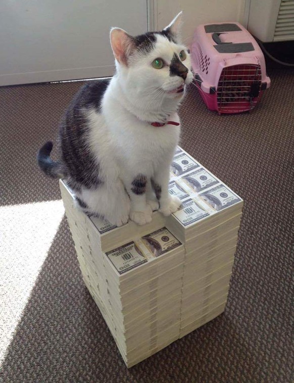 Katze mit Geld
http://imgur.com/gallery/IbKtB