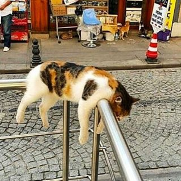 Katze schläft auf Geländer.

https://www.instagram.com/p/BQqwQY2DQIk/