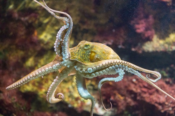 HANDOUT - Ein gemeiner Krake im Zoo Basel, aufgenommen am Freitag, 7. August 2015. Seit 2009 haelt der Zoo Basel Mittelmeerkraken im Vivarium. Die Schlaeue und Neugier der achtarmigen Meeresbewohner h ...