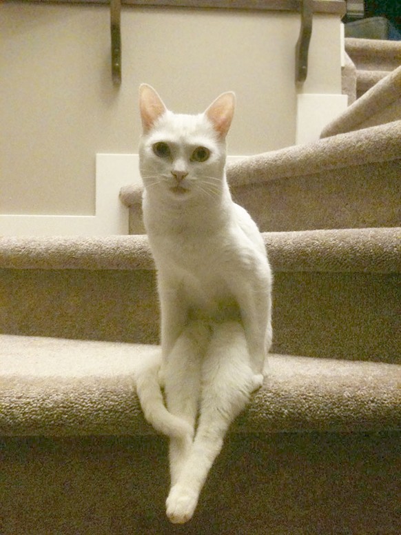 Katze sitzt wie ein Mensch
https://www.reddit.com/r/pics/comments/15uuvs/just_a_cat_sitting_on_some_stairs/