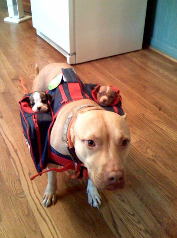 Hund mit Tragtasche und Baby-Hunden darin